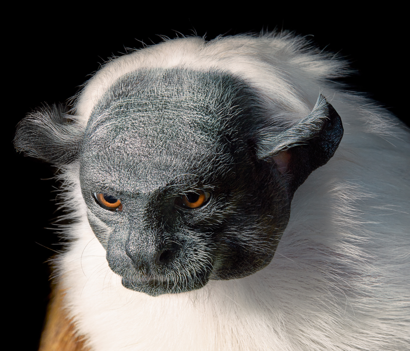 Imagen: Tim Flach